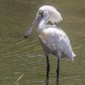 Platalea regia (Royal Spoonbill).jpg